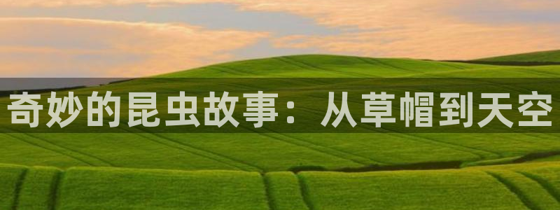海棠小说榜单：奇妙的昆虫故事：从草帽到天空